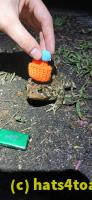 /home//u458753944/public_html/sourcegallery//Roxborough Toad Detour/2025/2025-04-26/20250426_205117.jpg